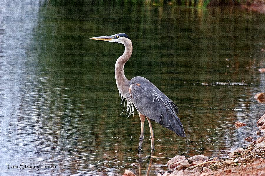 The Great Blue Heron Fishing Photograph by Tom Janca