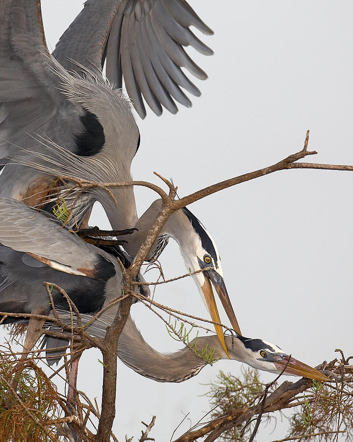 The Great Blue Heron Painting by Frederick Kenney - Fine Art America