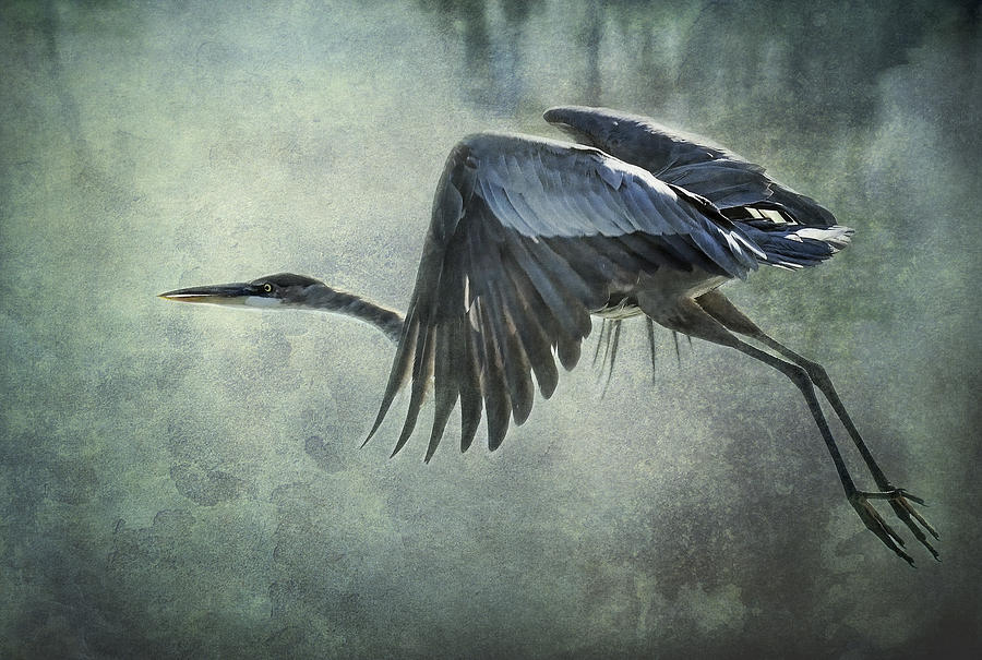 The Great Blue Heron  Photograph by Saija Lehtonen