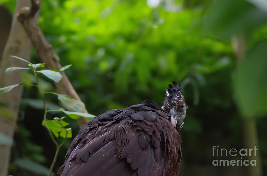 The Great Curassow 2 Photograph by Michelle Meenawong