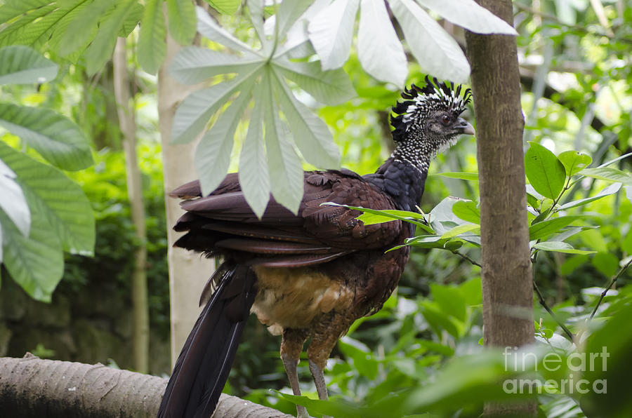 The Great Curassow Photograph by Michelle Meenawong