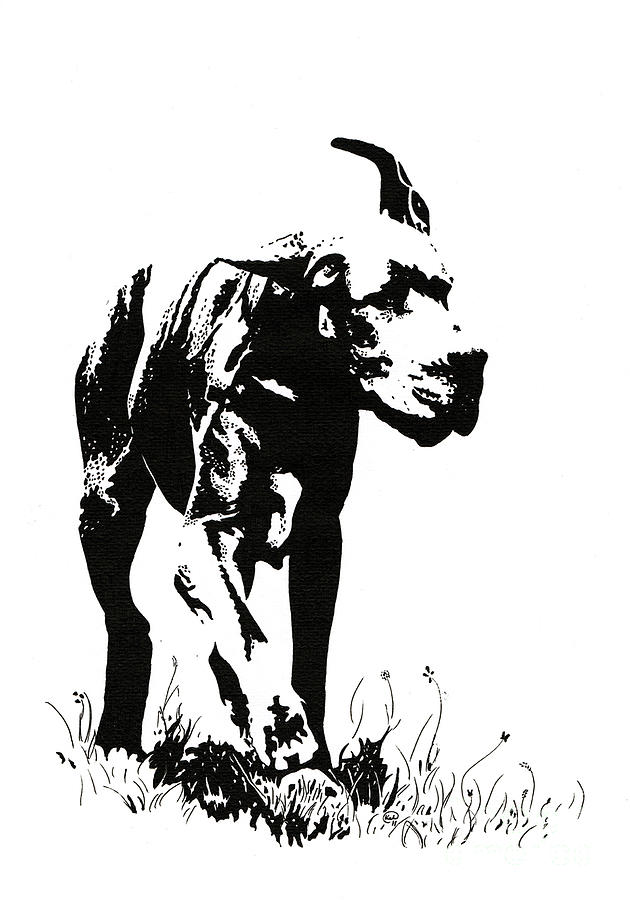 Black And White Drawing - The Great Dane by Kate Black