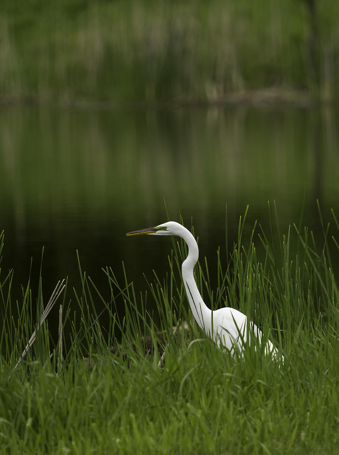 The Great Egret 1 Photograph by Thomas Young