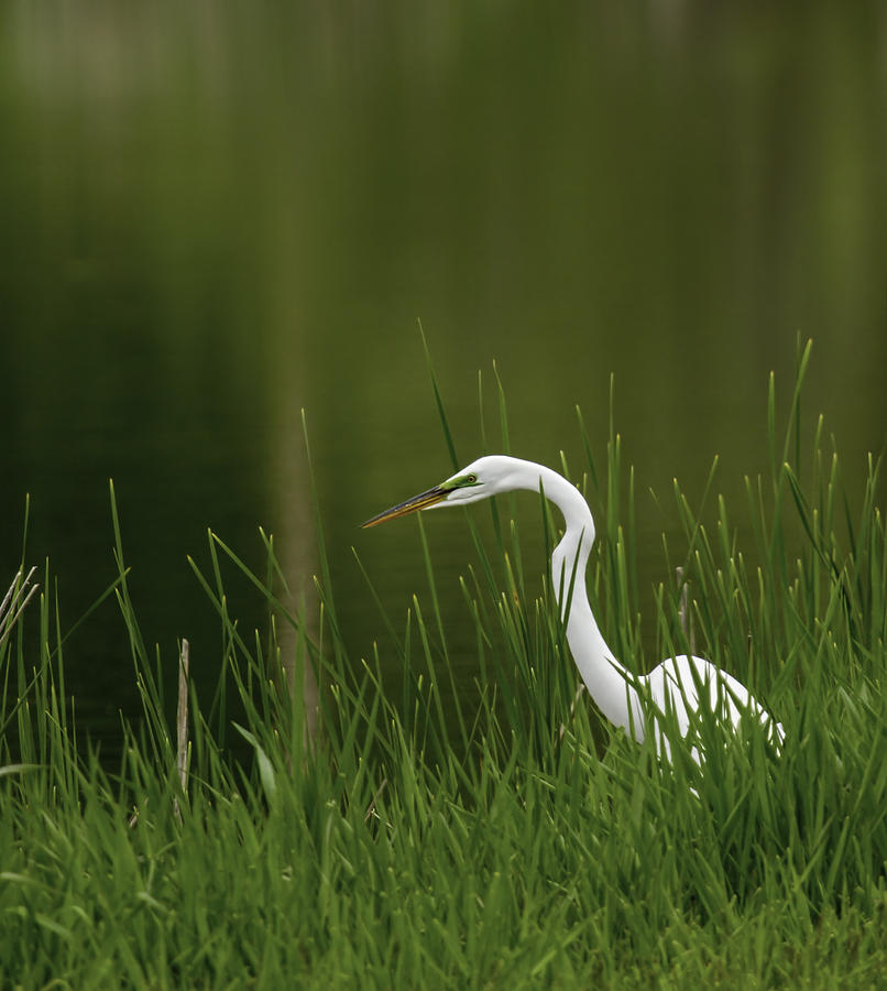 The Great Egret 3 Photograph by Thomas Young