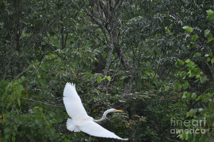 the Great Egret in Flight Photograph by Nona Kumah