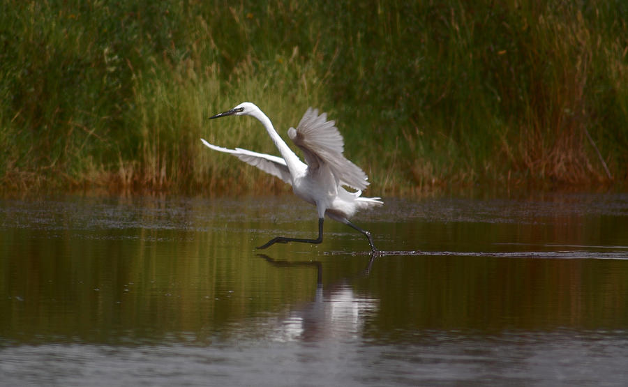 The Great Egret Photograph by Leticia Latocki