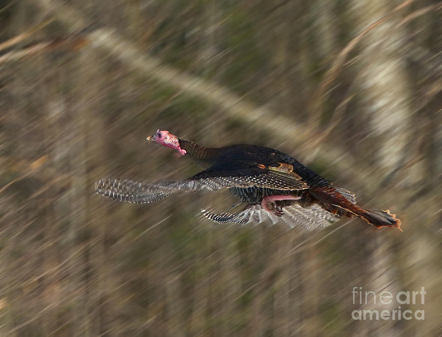 Turkey Photograph - The Great Escape by Teresa A and Preston S Cole Photography