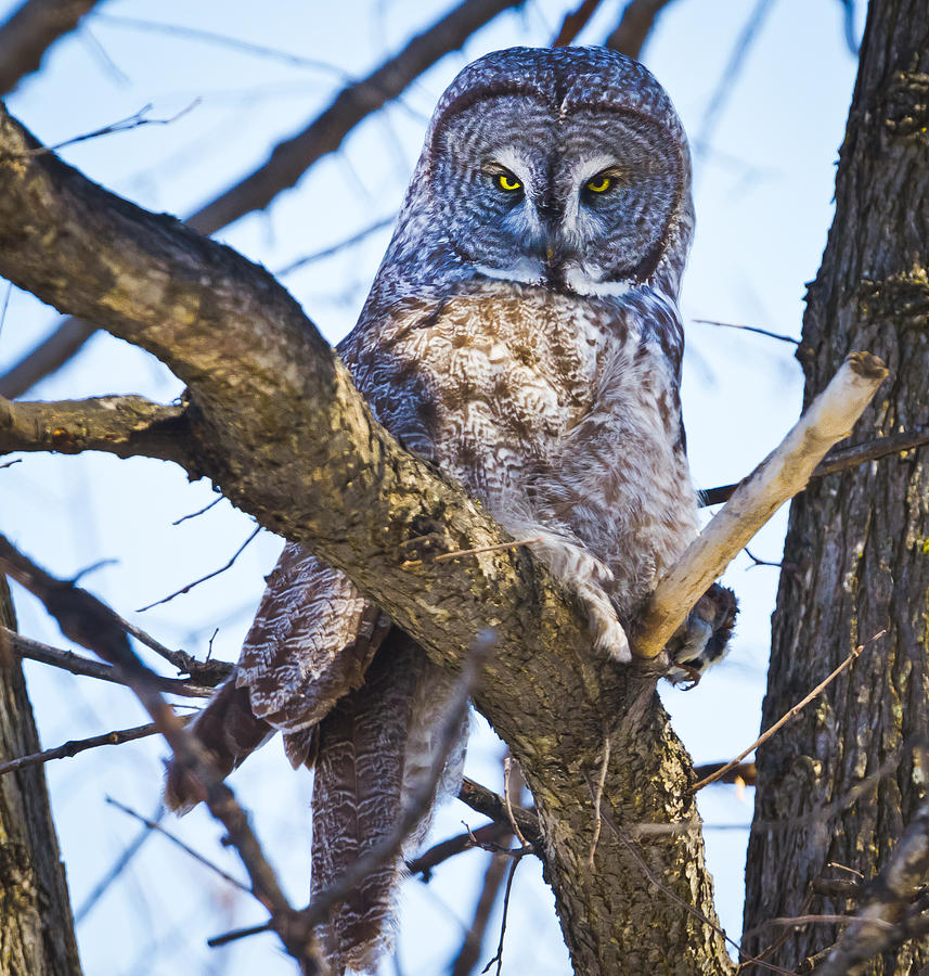Owl Photograph - The Great Gray Owl by Ricky L Jones