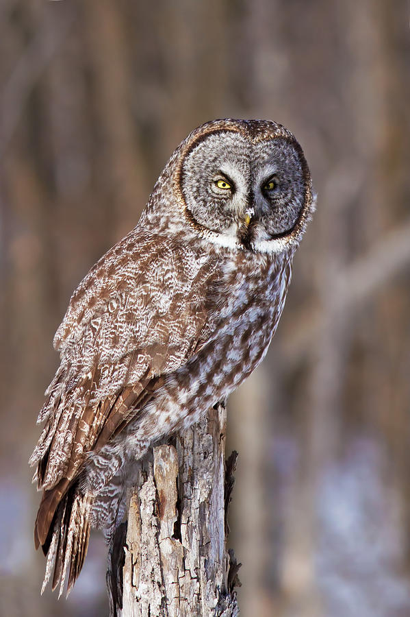 The Great Grey Owl Photograph by Mircea Costina Photography