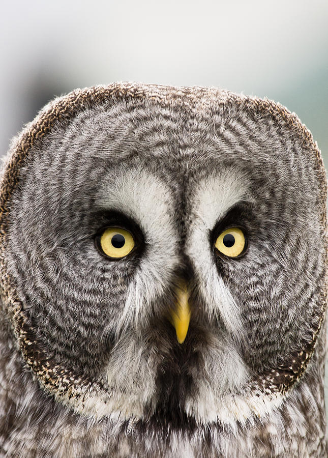 The Great Grey Owl  Photograph by Scott Carruthers