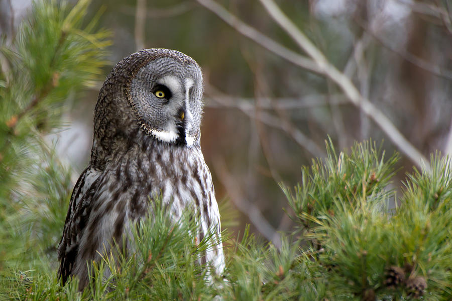 The Great Grey Owl Photograph by Torbjorn Swenelius