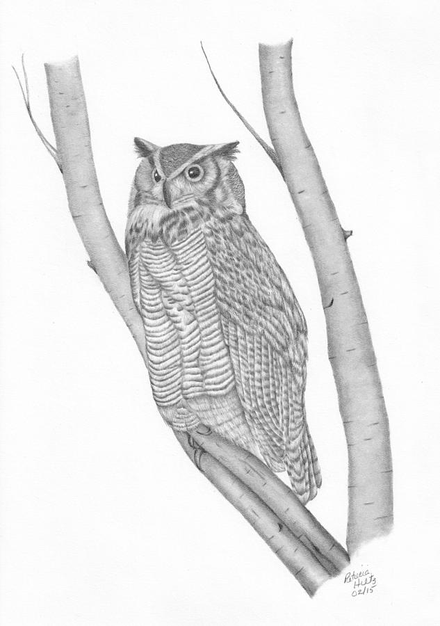 The Great Horned Owl Watches Drawing by Patricia Hiltz