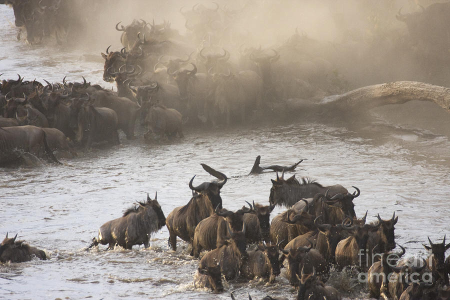 The Great Migration  Photograph by Chris Scroggins