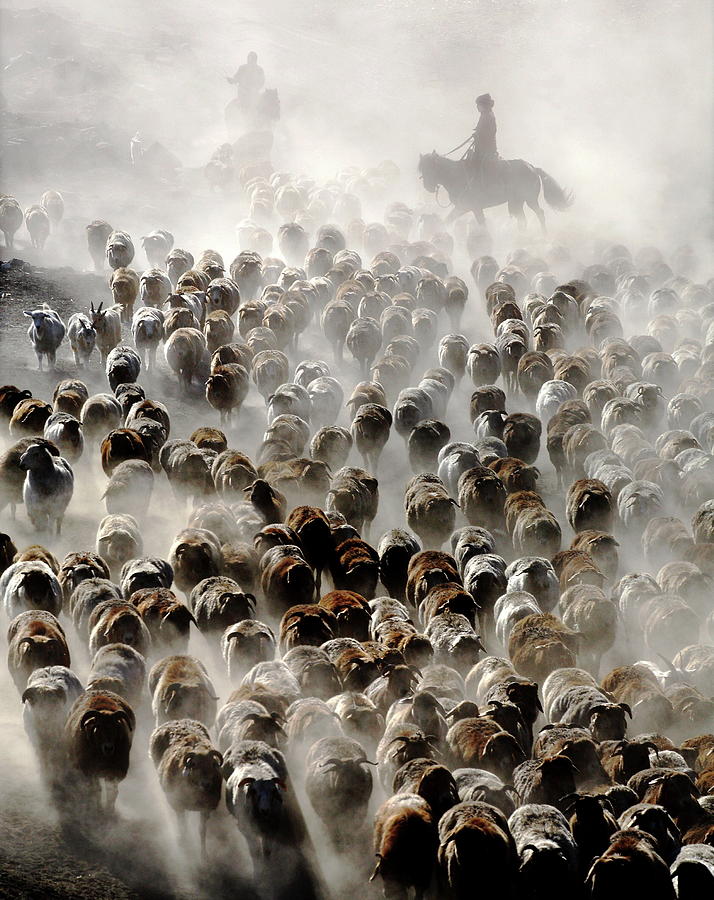 Sheep Photograph - The Great Migration Of China by Adam Wong