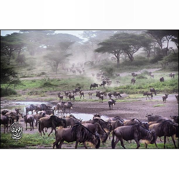 Nature Photograph - The Great Migration Of The Wildebeest by Ahmed Oujan