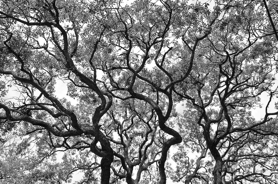 Nature Photograph - The Great Oak in black and white by Aimee L Maher ALM GALLERY