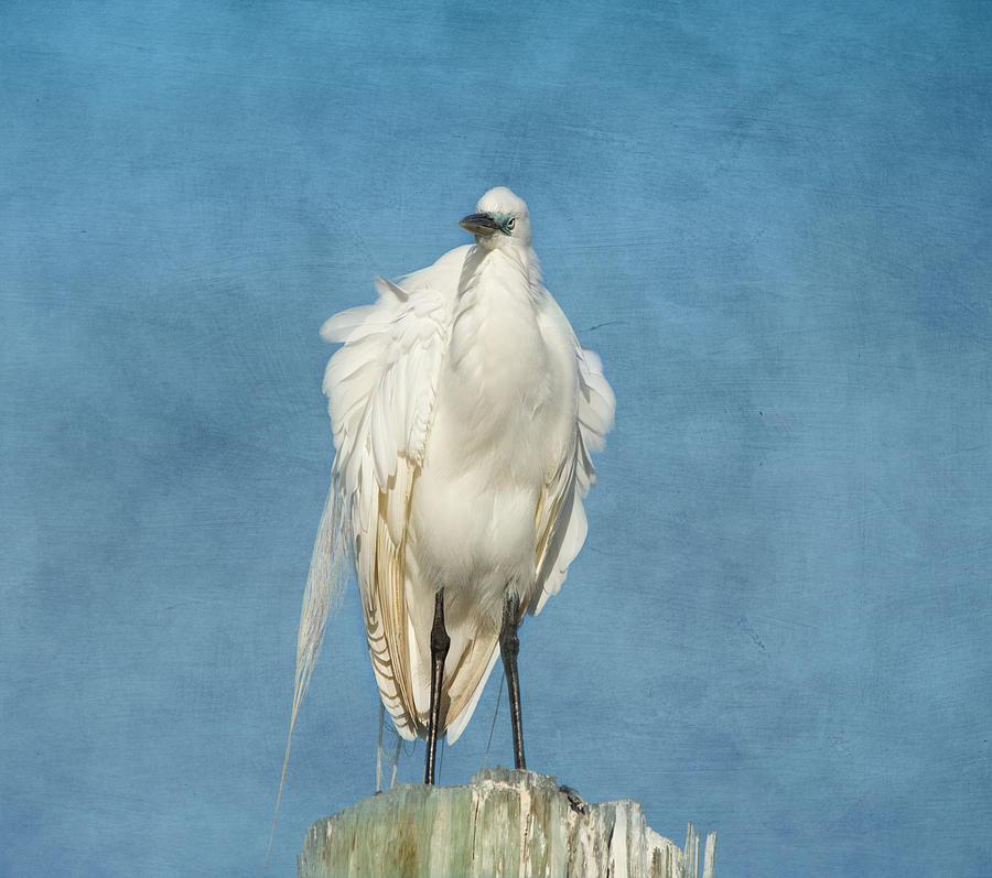 Egret Photograph - The Great One by Kim Hojnacki
