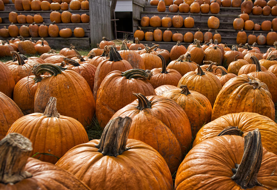 The Great Pumpkin Farm Photograph by Peter Chilelli