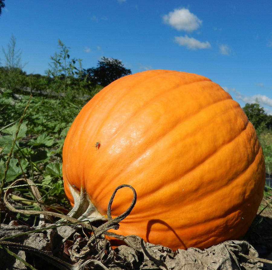 The Great Pumpkin Photograph by Julia Richardson - Fine Art America