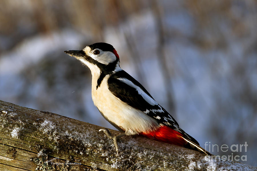 The Great Spotted Woodpecker Photograph by Torbjorn Swenelius
