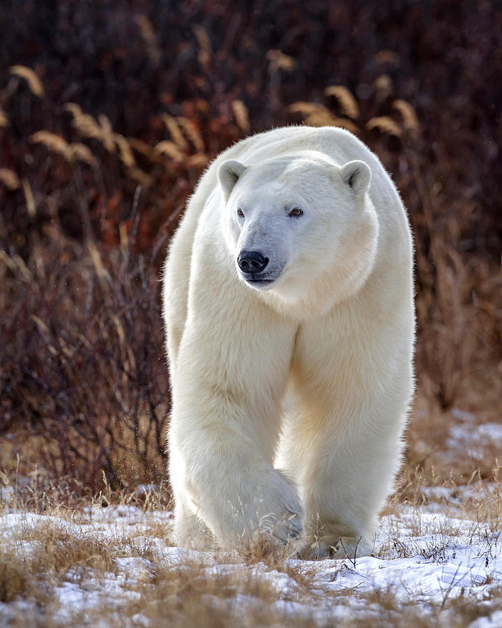 The Great White Bear Photograph by Jack Bell