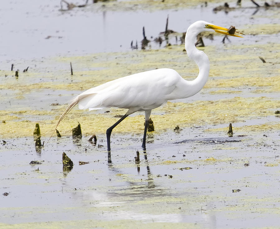 Canon Photograph - The Great White Egret by Ricky L Jones Canon Photograph - The Great White Egret by Ricky L Jones