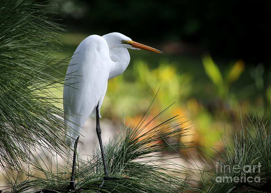 Winter Photograph - The Great White Egret by Sabrina L Ryan