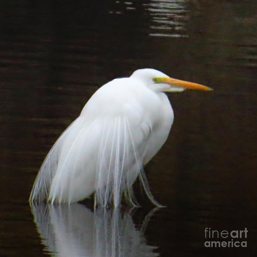 The Great White Egret Photograph by Scott Cameron