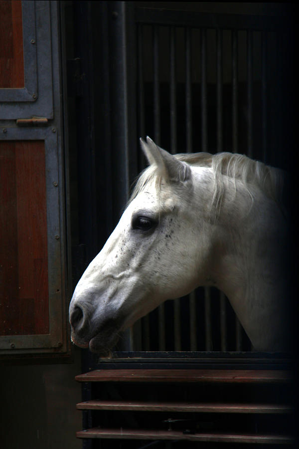 Horse Photograph - The Great White Stallion by Cissy Fry Wilson