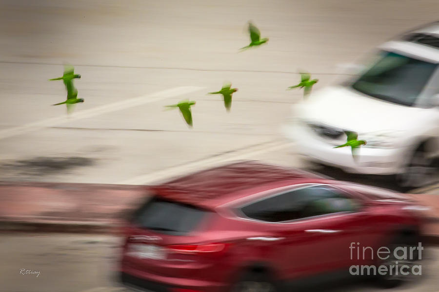 Bird Photograph - The Green Angels Low Flight Formation by Rene Triay FineArt Photos