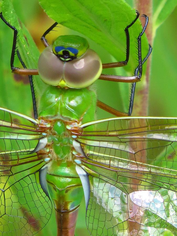 Insects Photograph - The Green Dragon by Lori Frisch