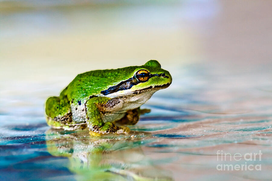 Animal Photograph - The Green Frog by Robert Bales