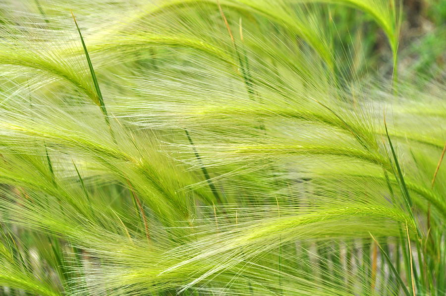 Nature Photograph - The Green Grass of Home by Lisa Holland-Gillem