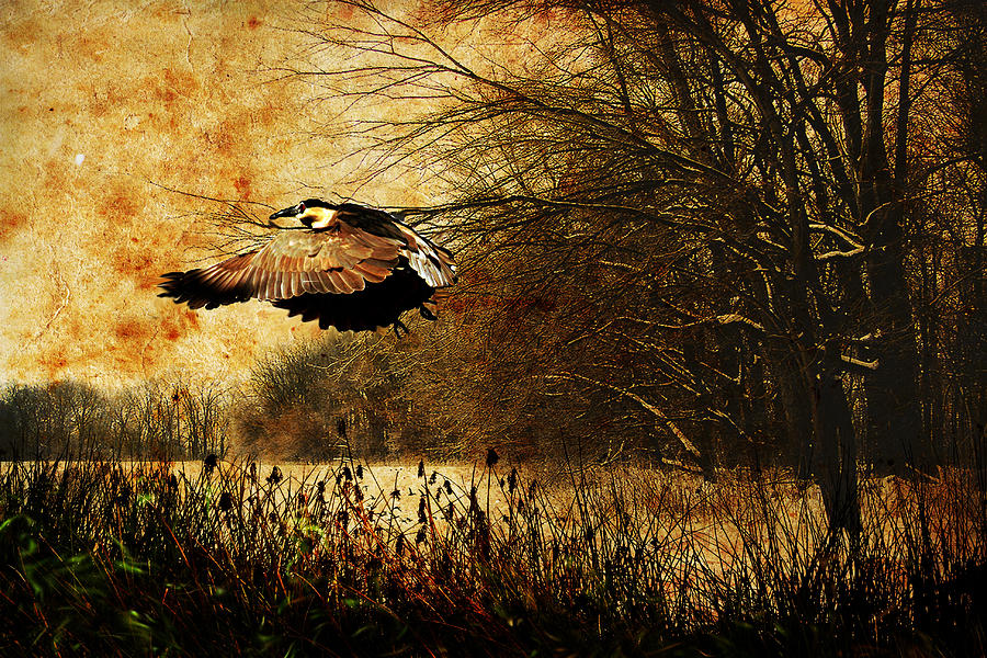 Heron Digital Art - The Green Heron by Amanda Struz