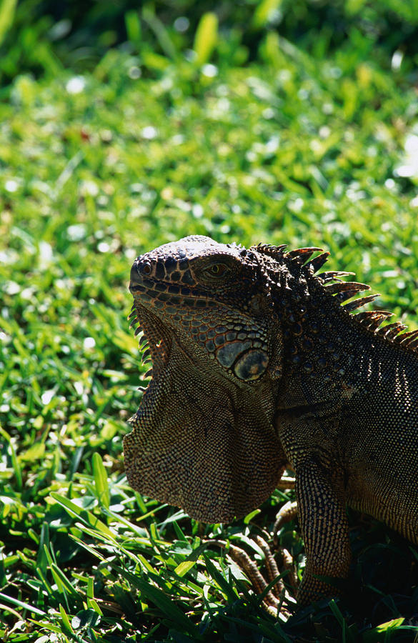 The Green Iguana Iguana Iguana, A Costa Photograph by Mark Newman