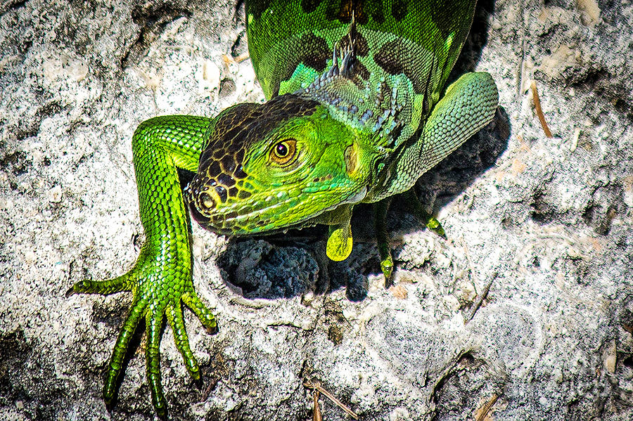 The Green Iguana Photograph by Rene Triay FineArt Photos