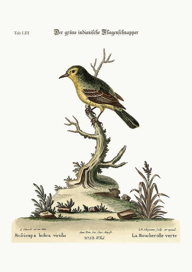 Mark Catesby Drawing - The green Indian Flycatcher by Splendid Art Prints