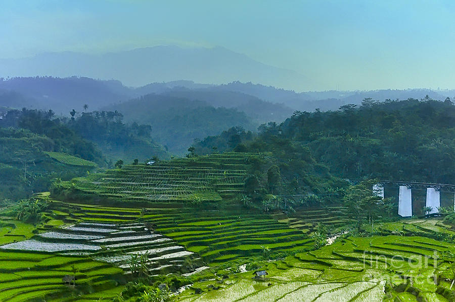 The Green Indonesia Photograph by Cibo Moehammad Heriansyah - Fine Art