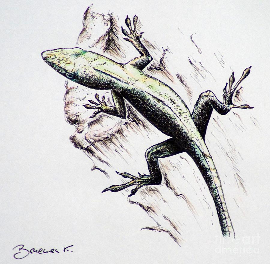 The green Lizard Drawing by Katharina Bruenen