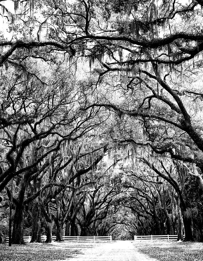 WHERE TREES MEET Savannah GA Photograph by William Dey