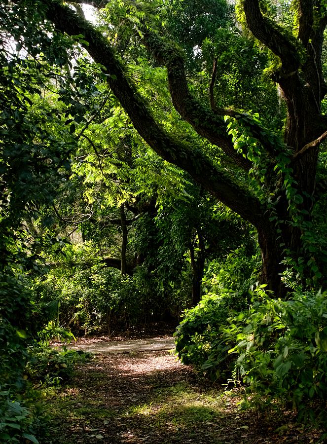 The Green Path Photograph by Chrystyne Novack