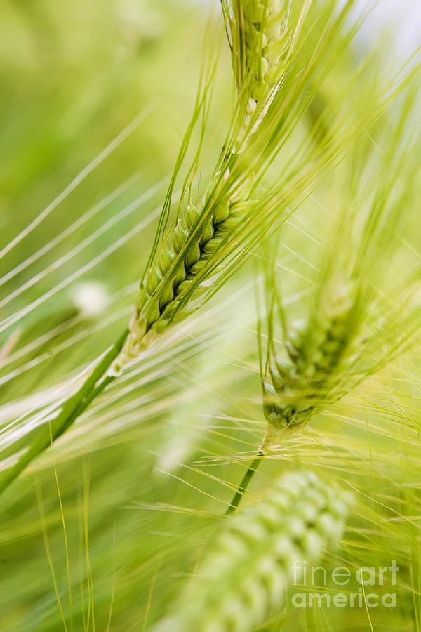 Nature Photograph - The Green Rye Beautiful by Boon Mee