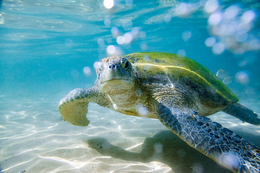 The green sea turtle Photograph by Andrey Danilovich