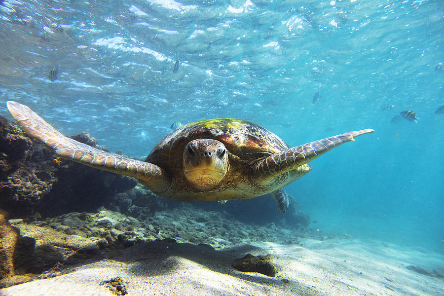 The green sea turtle (Chelonia mydas), Hikkaduwa. Photograph by Danilovi