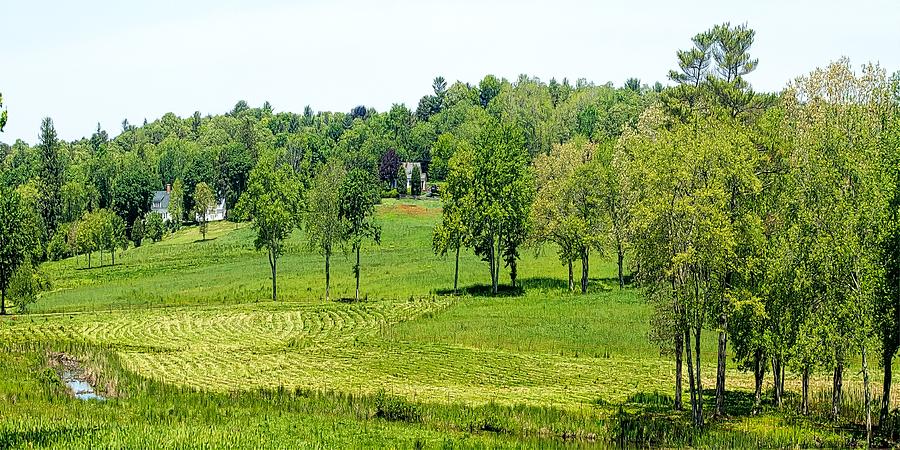 The Greening Spring Pasture Photograph by Constantine Gregory