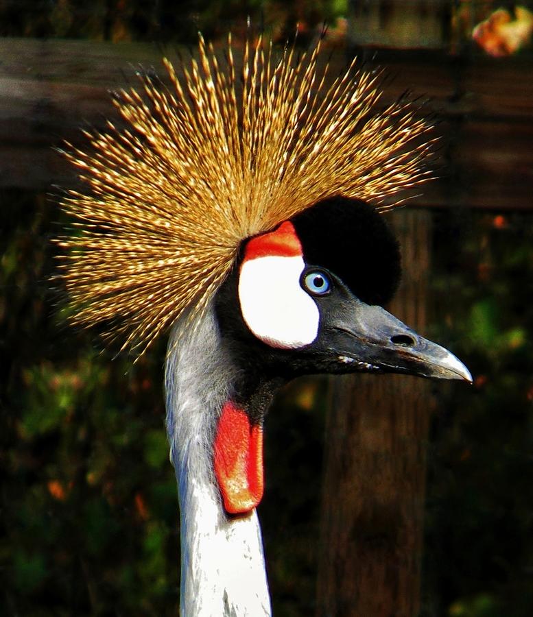 The Grey Crowned Crane Photograph by Jean Goodwin Brooks