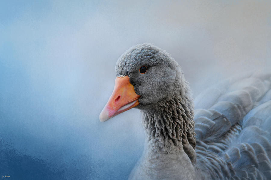 The Greylag Goose Photograph by Jai Johnson