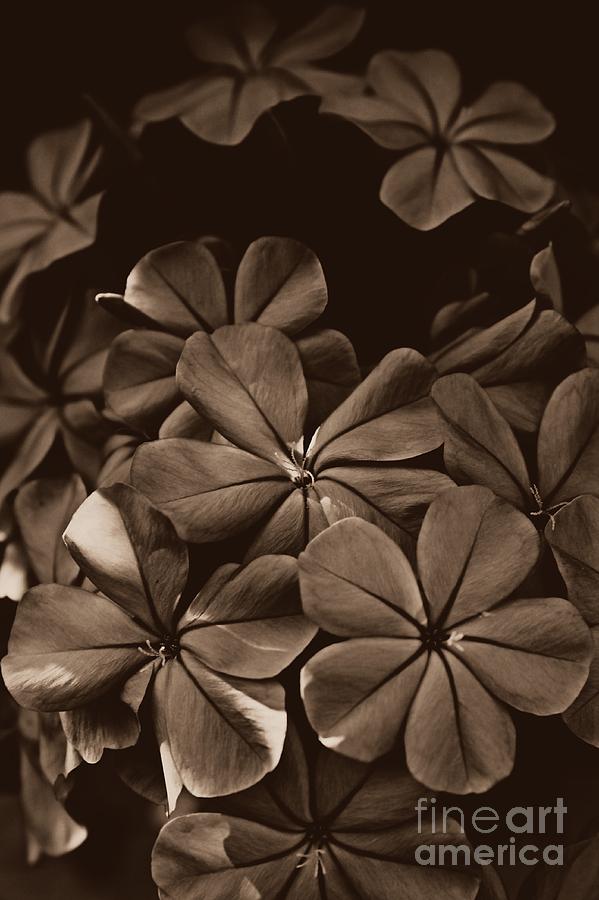 Flower Photograph - The Greys by Clare Bevan