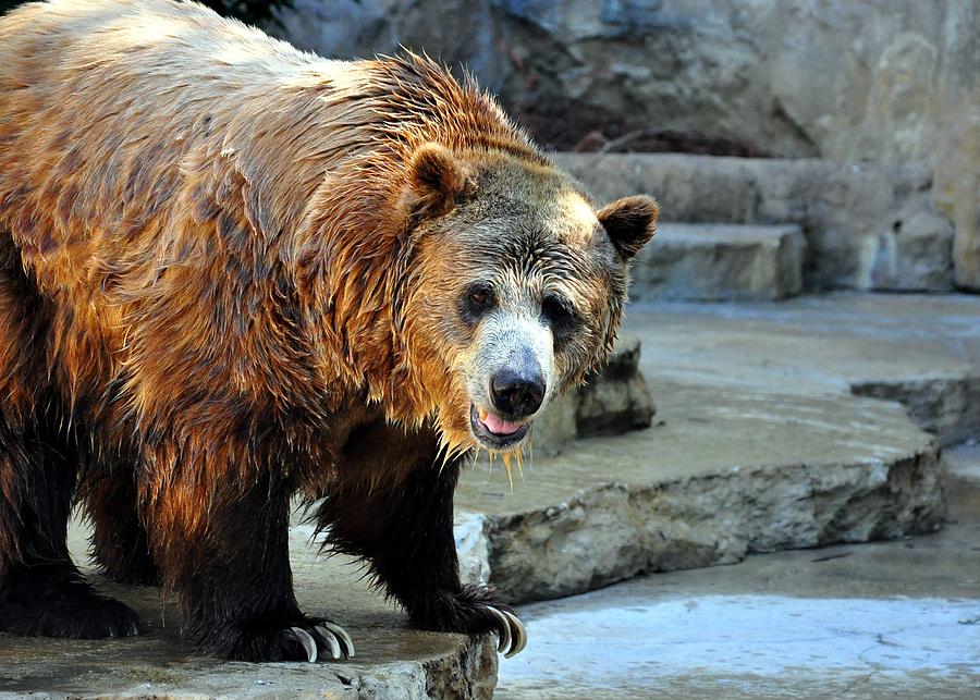 The Grizzly Bear Photograph by Cherie Haines | Fine Art America