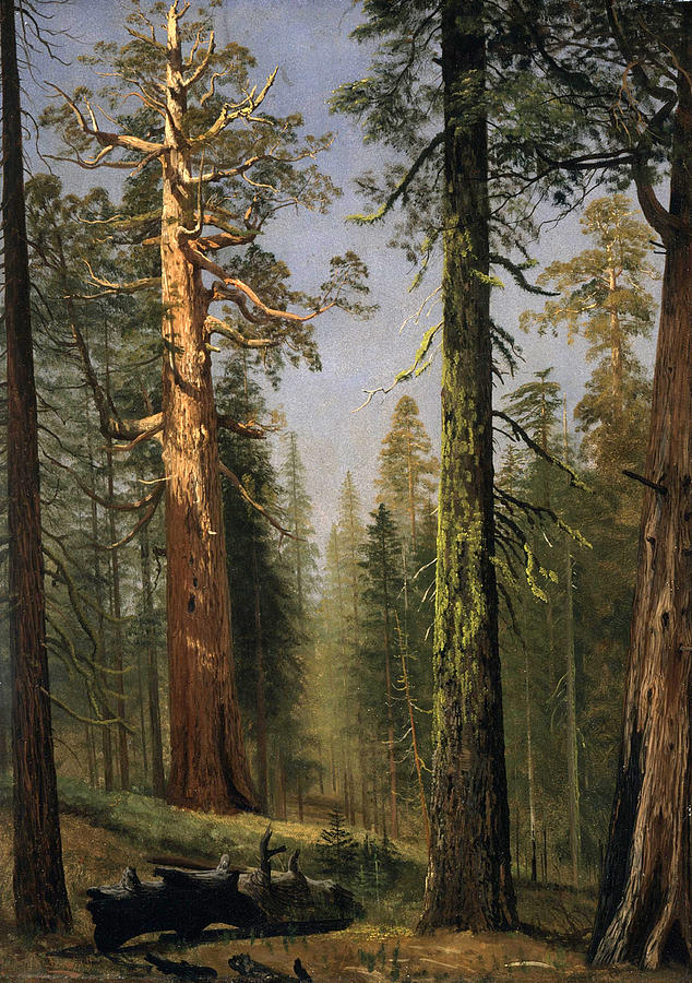 The Grizzly Giant Sequoia Mariposa Grove California Painting by Albert Bierstadt